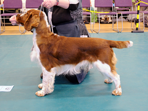 Speical Junior Dog or Bitch 