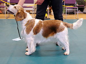 Special Open Dog or Bitch