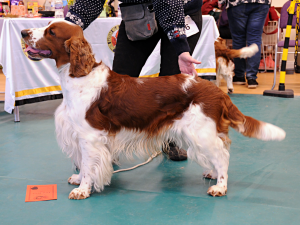 Speical Post Graduate Dog or Bitch