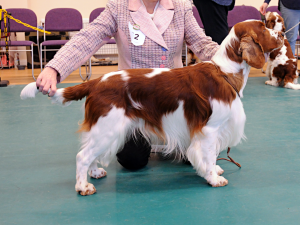 Speical Post Graduate Dog or Bitch