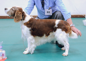 Special Beginners Dog