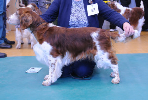 Special Beginners Dog